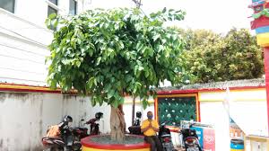 Maybe you would like to learn more about one of these? Pohon Kehidupan Siang Malam Hasilkan Oksigen Radarcirebon Com