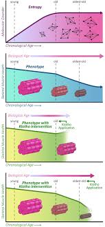 Indicate, using the letters provided, where each muscle group is on the diagram. The Biphasic And Age Dependent Impact Of Klotho On Hallmarks Of Aging And Skeletal Muscle Function Elife