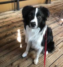 Alfenloch collies is expecting 3 outstanding collie litters due in summer 2021 sired by our elegant starpower grandson am.ch.alfenloch marc of charm, and his exquisite mahogany sable son, alfenloch crescendo !!!! What Is It Like To Own A Border Collie Quora