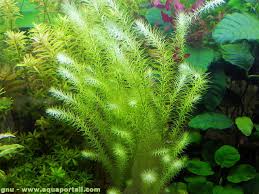 Image result for Mayacaceae