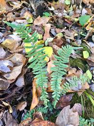 Image result for Aspleniaceae