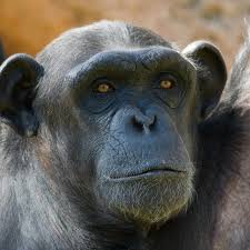 Check spelling or type a new query. Could Chimps And Humans Mate Tales Of Humanzee Hybrid Are Murky And Likely Impossible