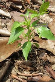 Image result for Micrococca