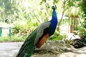 Watch nature is calling mature online on youporn.com. What Do We Call The Sound Of A Peacock Quora