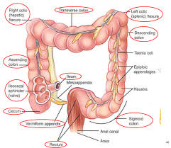 Small Intestine And Large Intestine Diagram Intestines