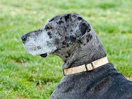 My Dog Has Dark Skin Patches What Is It Petfinder