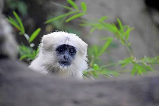 Living With Himalayan Langurs | Nature inFocus