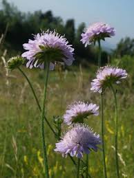Field Scabious British Wild Flowers Wild Plants British Grown Flowers
