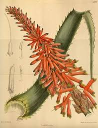 Image result for Aloe arborescens