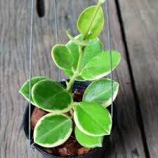 Find hoya kerrii from a vast selection of plants & seedlings. Hoya Kerrii Albomarginata Tropics Home