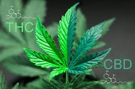 When it comes to genetics,. The Difference Between Indica And Sativa Cannavine