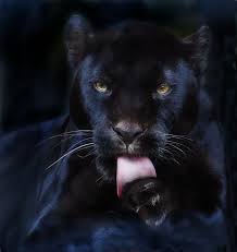 Untitled By Olga Shiropaeva 500px Panther Photography Black Panther Cat Panther Animal