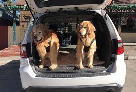 If you enter the term southern california breeder etc. Southern California City Elects A Paw Litician For Life Abc News