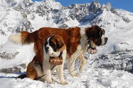Nos Alpes Suicos St Bernard Dogs Bernard Dog Dog Boarding