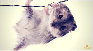 They can be great little pets and are very sociable hamsters. Russian Dwarf Hamsters Facts Types Care Petsium