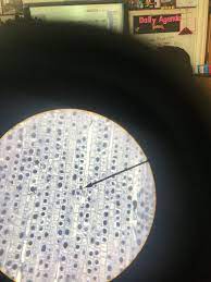 Always A Fun Lab The Onion Root Tip Lab Does Not Disappoint For Phases Of Mitosis Teaching Biology General Biology Mitosis