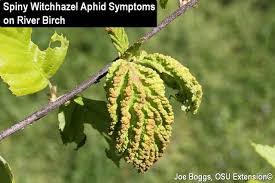 Birch leaves can be consumed in the form of a tea to help boost the body's immune system. Ask Mr Burger What Is Wrong With My River Birch