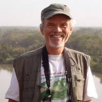 Image result for Ptycholobium plicatum