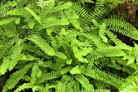 Aleutian Maidenhair Five Fingered Fern Farn Garten Pflanzen