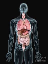 Image result for internal organs
