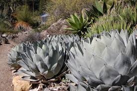 Image result for Vangueria proschii