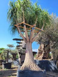 Image result for Beaucarnea