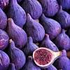 See more ideas about purple trees, crazy cats, cute animals. Https Encrypted Tbn0 Gstatic Com Images Q Tbn And9gcqunoabidyzrqh2vi2vo0ua4ijlfvnv9barymrjfxgs0sjr6tpi Usqp Cau