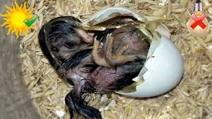 Cover the incubator with towels or a blanket to retain heat and leave it alone. Homemade Incubator Without Electricity Baby Chicks Hatching At Home Simple Egg Incubator Youtube