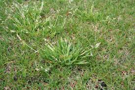 Image result for Poa annua