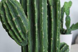 These are the common easy steps on how to propagate a cactus. Diy Cactis From Pool Noodles How To Make An Ornament Home Diy On Cut Out Keep