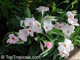 This is mandevilla alice dupont + hummer by paul adams on vimeo, the home for high quality videos and the people who love them. Mandevilla X Amoena Alice Du Pont Dipladenia Alice Du Pont Hybrid Mandevilla Pink Chile Jasmine Toptropicals Com