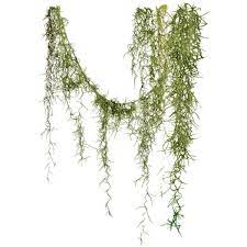 Angie S Spanish Moss Found On Polyvore Plant Painting Art Tree Photoshop Photoshop Landscape Architecture