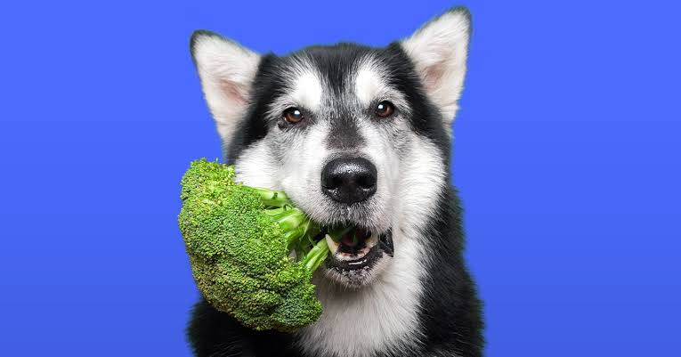 Dog owners in the UK may face jail terms, hefty fines for putting pets on a veg diet