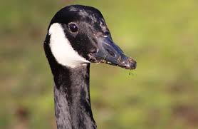 Canada Goose Description Habitat Image Diet And Interesting Facts