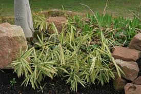 Image result for Pleioblastus fortunei