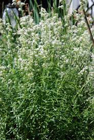 Image result for Galium bussei