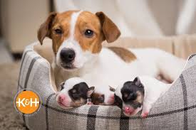 Newborn Puppy Care Week By Week K H Pet Products