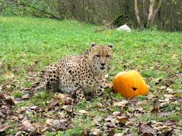 Happy Halloween Gvzoo Africa Zoo Animals