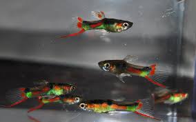 How To Line Breed Endlers Breeds Betta Fish Fish Pet