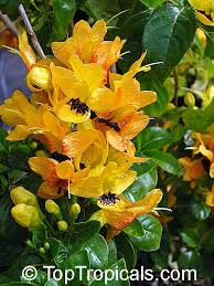Image result for Ruttya fruticosa