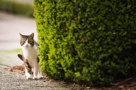 Raise the stakes or perching options. 15 Tips How To Find A Lost Cat Quickly Tractive Blog