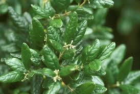 Image result for Monimiaceae