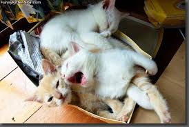 Pin By Penny M On Stuff And There Shall Be Boxes And Assorted Containers Big And Small And Some Shall Have Cats In Them And Puppies And A Duck And M Cat Box Cats