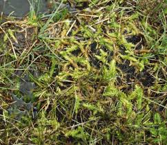 Image result for Lycopodiaceae