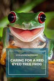 Red Eyed Tree Frog The Ultimate Care Guide Red Eyed Tree Frog Tree Frogs Pet Frogs