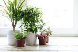 Our product range also comprises of asphalt drum mix plant. 9 Houseplants To Clean The Air Improve Your Health