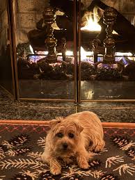 Hi it's Doris, just hanging by the fire keeping warm during this chilly  season.