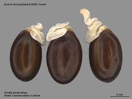 Image result for Dictyophleba