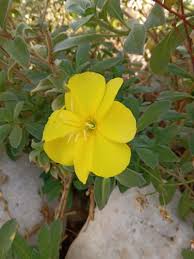 Image result for Vepris drummondii