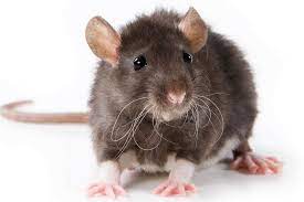 Most of the questions involve classic novels rather then more modern day books. Can Rats Burp Trivia Questions Quizzclub